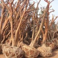 供應油茶樹樁