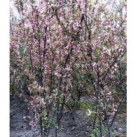 成都櫻花價格 成都櫻花報價 櫻花品種 櫻花規(guī)格