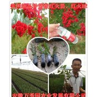 紅火箭紫薇 搶購(gòu)