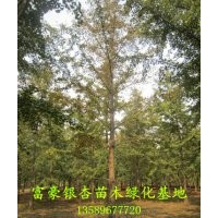 供應(yīng)18公分銀杏樹