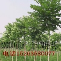 白蠟-千頭椿樹(shù)-毛白楊-１０７楊-柳樹(shù)-國(guó)槐-法桐-合歡