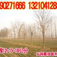 供應國槐等苗木
