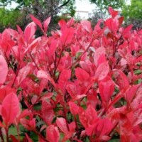 供應(yīng)：湖南紅葉石楠，紅葉石楠小苗，紅葉石楠球，高桿紅葉石楠樹