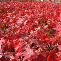 美國紅楓