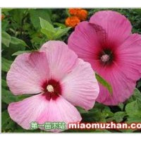 供應(yīng)木槿