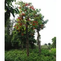 供應(yīng)四川萍蔢，瀘州蘋婆，萍蔢景觀樹