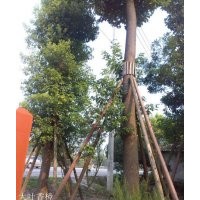 基地直銷香樟