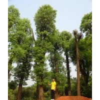 40公分香樟樹價格移植香樟樹價格