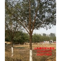 15公分3年帽國槐價格