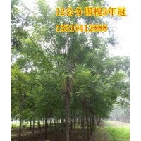 供應(yīng)山東苗木種植基地惠民12公分國槐6000棵苗圃苗、隨時起苗