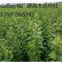 海棠苗出售、西府海棠苗出售、價(jià)格優(yōu)惠