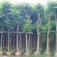 火焰木的價(jià)格，福建火焰木，火焰木供應(yīng)商