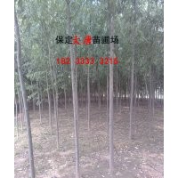 哪里有速生柳，河北速生柳，北方哪里有賣速生柳的
