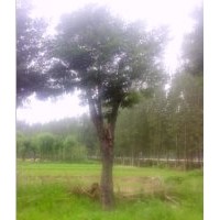 供應(yīng)大規(guī)格國(guó)槐樹-園林綠化首選-森源綠化苗木基地