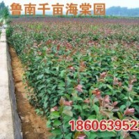 山東北美海棠苗木，根接苗，芽苗，半成品苗，實(shí)生苗，成品苗
