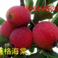 供應(yīng)山東北美海棠，王族、亞當(dāng)、道格、鉆石、雪球、絢