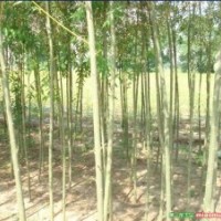 供應(yīng)直柳、竹柳專供、竹柳基地、竹柳種植