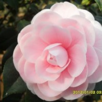 什么地方有山茶花批發(fā) 山茶花,茶花,桂花