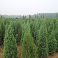 哪里賣北京檜柏質量好