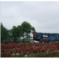 批發(fā)安徽紅葉石楠價(jià)格 安徽優(yōu)質(zhì)紅葉石楠球供應(yīng)商