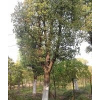 長(zhǎng)期供應(yīng)香樟，女貞，重陽(yáng)木