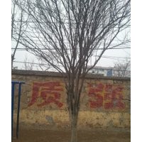 供應(yīng)國槐，法桐，合歡，白蠟，柳樹，紫葉李