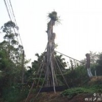 提供Ф165cm瀘州黃葛樹大樹，云南黃葛樹大樹