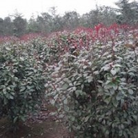 南京桿徑2cm-8cm高桿/獨桿紅葉石楠供應——南京江北雪松苗圃場