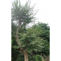 安慶龍山名樹園出售大規(guī)格三角楓