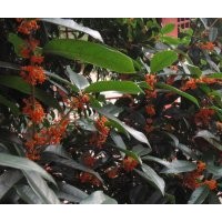 安慶龍山名樹園出售大規(guī)格桂花