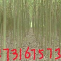 【河北大喬木】【苗圃基地】【柳樹(shù)供應(yīng)】柳樹(shù)