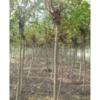 供應(yīng)紫薇，紅葉小檗，大葉黃楊球