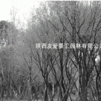 西安苗圃 叢元寶楓 各種海棠、玉蘭 法桐 油松