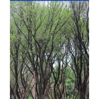 現(xiàn)有一批精品茶條槭 低價(jià)供應(yīng) 陜西西安