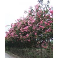 成都紫薇價格 成都紫薇報價 紫薇品種 紫薇規(guī)格