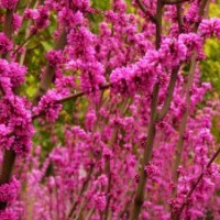 供應紫荊苗，叢生紫荊，紅花紫荊，洋紫荊