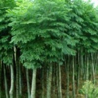我家地里有賣欒樹，北欒樹價格？