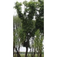 皂角