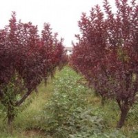 紅葉李，安徽紅葉李，紅葉李價(jià)格，求購紅葉李