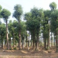 供應(yīng)：湖南花木、工程苗木、綠化花木、色塊小苗