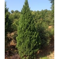 供應(yīng)：法國冬青，龍柏，夾竹桃，紅葉李，紅楓，欒樹，鐵樹，紫薇