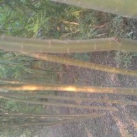 低價(jià)出售各種規(guī)格柳樹