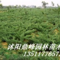 供應(yīng):金葉女貞，紅葉小檗，蜀檜,龍柏、地柏，扶芳藤