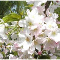 供應(yīng)日本櫻花