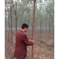 青峰苗木常年供應(yīng)竹柳、蜀儈、紫薇、櫻花