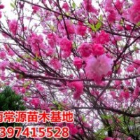 湖南苗木，喬灌木，各類球型苗木，色塊小苗，扦插小苗，綠化用苗