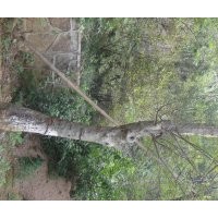 安慶龍山名樹園出售大規(guī)格榆樹
