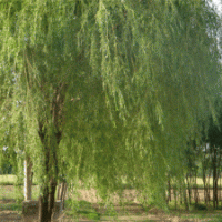 柳樹(shù)、木槿、雪松、玉蘭、櫻花