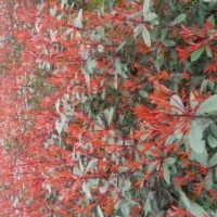 低價出售紅葉時楠、千竺桂、紫薇