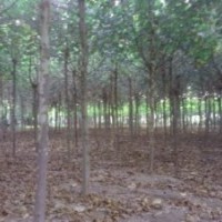 大量供應毛白楊，速生楊，國槐，白蠟，柳樹，法桐，榆樹。